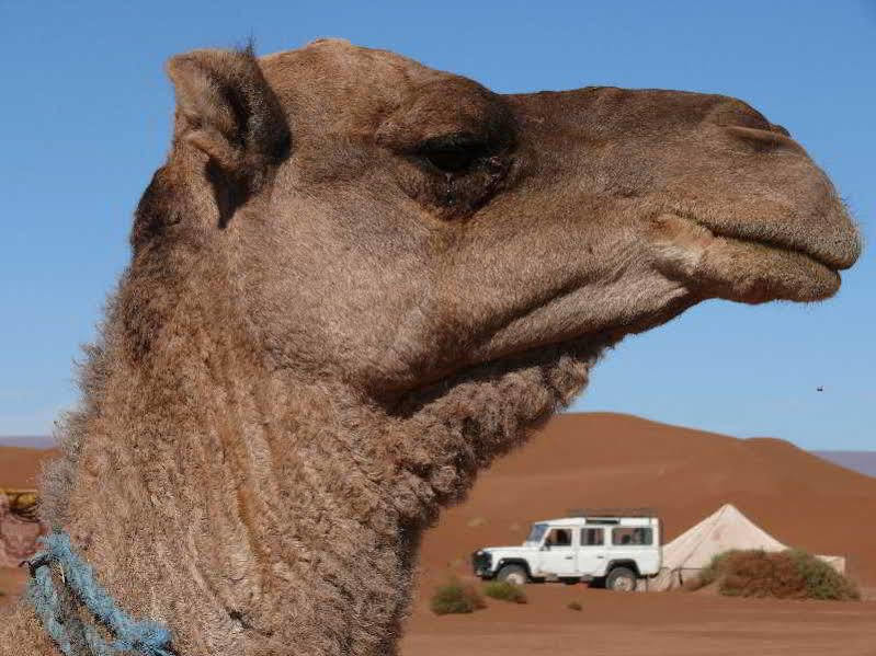 مبيت وإفطار محاميد الغزلان لو دروم بلانك المظهر الخارجي الصورة